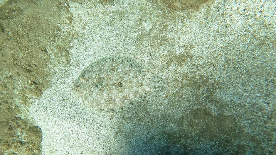 A clear view of a flat sea urchin embedded in a sandy ocean floor, with its round body covered in small white spines and holes, surrounded by textured, light-colored sand and small fragments of shells