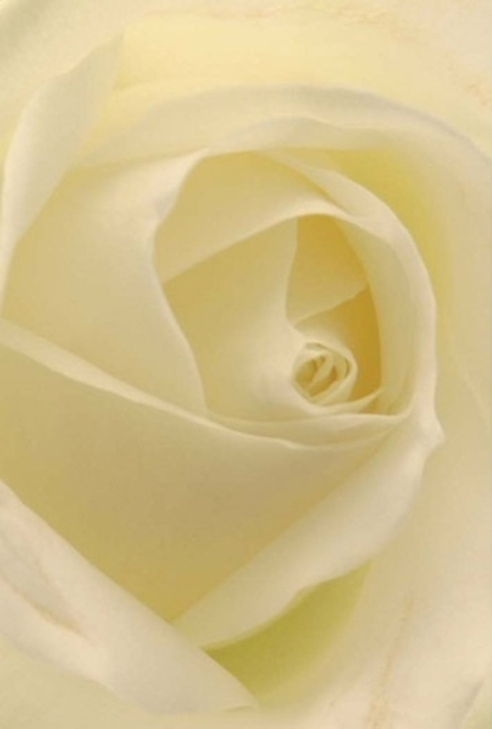 Viewed close-up, this elegant white rose, arranged by a skilled Noak Hill florist, commands attention through its tranquil interplay of layered petals. Silky whites melt seamlessly into warm cream and soft buttery hues, evoking the luminous light that fills Noak Hill's quiet mornings. Radiating from a spiral core of flawless symmetry, each petal's gentle shadow is a testament to the florist's expert touch and discerning eye. The composition's serenity makes it a natural addition to weddings in local venues or as a dignified centrepiece for heartfelt apologies. The refined structure hints at purity and subtle strength-qualities reflected in the peaceful lanes around Noak Hill Green. The atmosphere is hushed and contemplative, with the faintest echo of a fresh, clean scent, gracefully suggesting resilience and tender care. This rose, captured in exquisite detail, is perfectly suited for life's most sincere gestures-infused with emotion, artistry, and a distinctive sense of place rooted in Noak Hill's community.