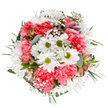 This bouquet evokes the spirit of Noak Hill in springtime, its artful composition a celebration of freshness and renewal. At the center, crisp white daisies shine like early morning blooms along Noak Hill's walking paths, surrounded by the plush, coral-pink carnations that offer a playful yet refined burst of color. Delicate streams of baby's breath float among the flowers, their tiny white blossoms catching light and imparting a dreamy softness to the entire arrangement. Accentuating the bouquet, muted alstroemeria buds hint at blooms to come, their subtle pink and purple highlights providing a sophisticated touch amidst the lush foliage. Soft eucalyptus and darker green sprigs provide a cool, inviting framework, grounding the display in the natural beauty familiar to the area's parks and gardens. The clear, uncluttered background draws focus to the harmonious mix of colors and textures, expressing joy, gratitude, and genuine care-perfect for local birthday wishes, seasonal decor, or simply brightening a friend's day in Noak Hill. Crafted with the attentive artistry that defines the area's best florists, this arrangement carries a sense of calm exuberance, making it as fitting for a bedside table as for the heart of a family celebration.